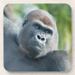 Neugieriger Gorilla steht aufrecht Getränkeuntersetzer
