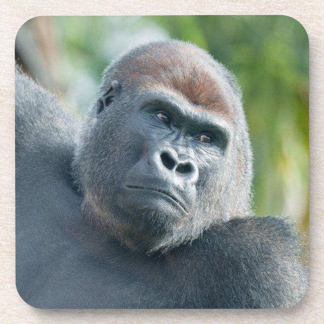 Neugieriger Gorilla steht aufrecht Getränkeuntersetzer (Vorderseite)