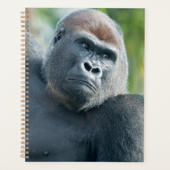 Neugieriger Gorilla steht aufrecht Planer (Vorderseite)