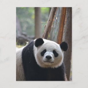 Neugieriger Panda-Bär Postkarte