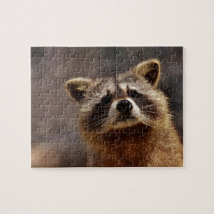 Neugieriger Raccoon