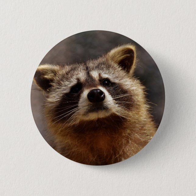 Neugieriger Raccoon Button (Vorderseite)