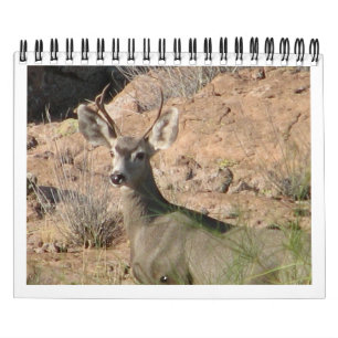 Neugieriger Rotwild-Kalender Kalender