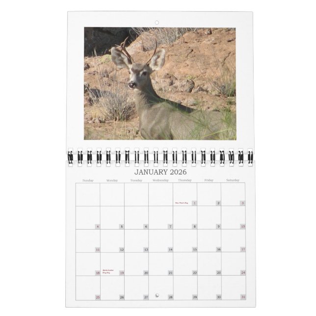 Neugieriger Rotwild-Kalender Kalender (Jan 2026)
