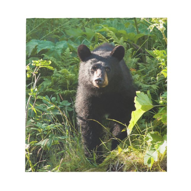 Neugieriger Schwarzbär Notizblock (Vorderseite)