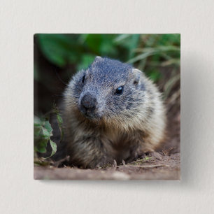 Neugieriges Baby Marmot Abzeichen Button