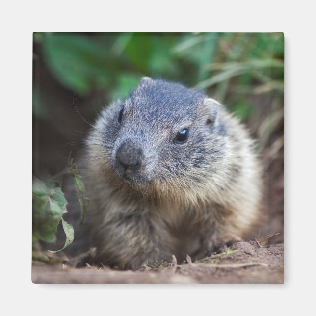 Neugieriges Baby Marmot Magnet (Vorne)