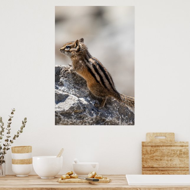 Neugieriges braunes Streifenhörnchen in Alberta Poster (Küche)