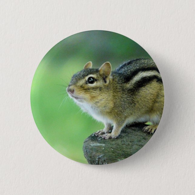 Neugieriges Chipmunk-Button Button (Vorderseite)