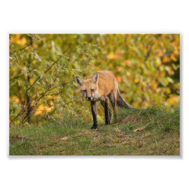 Neugieriges Fox-Foto Fotodruck (Vorne)
