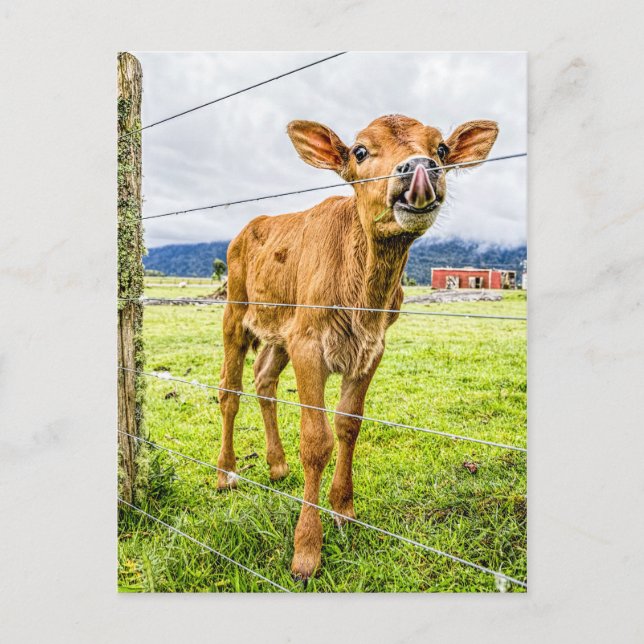 Neugieriges Kalf Postcard Postkarte (Vorderseite)