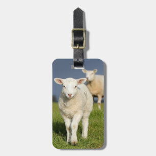 Neugieriges Lamm Gepäckanhänger