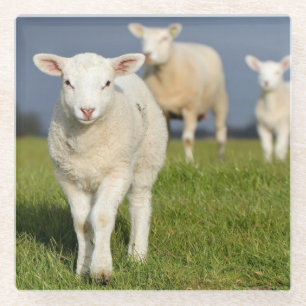 Neugieriges Lamm Glasuntersetzer