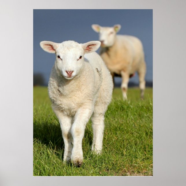 Neugieriges Lamm Poster (Vorne)
