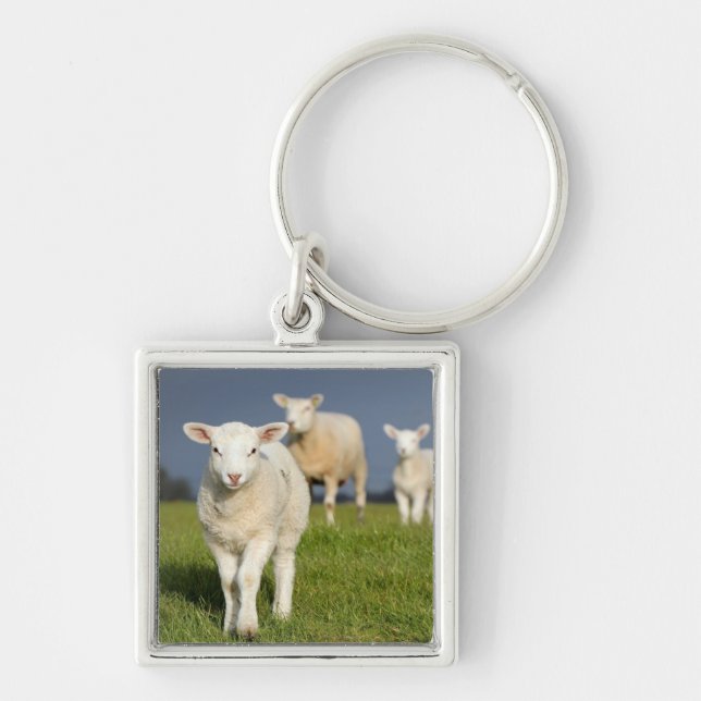 Neugieriges Lamm Schlüsselanhänger (Vorne)