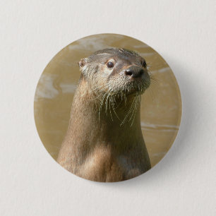 Neugieriges Otter-Button Button