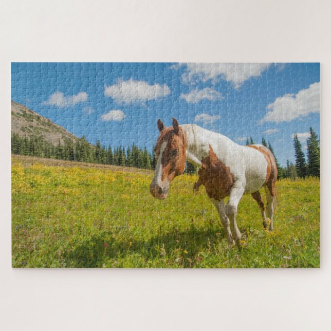 Neugieriges Pferd auf der Alp Wiese im Sommer (Horizontal)