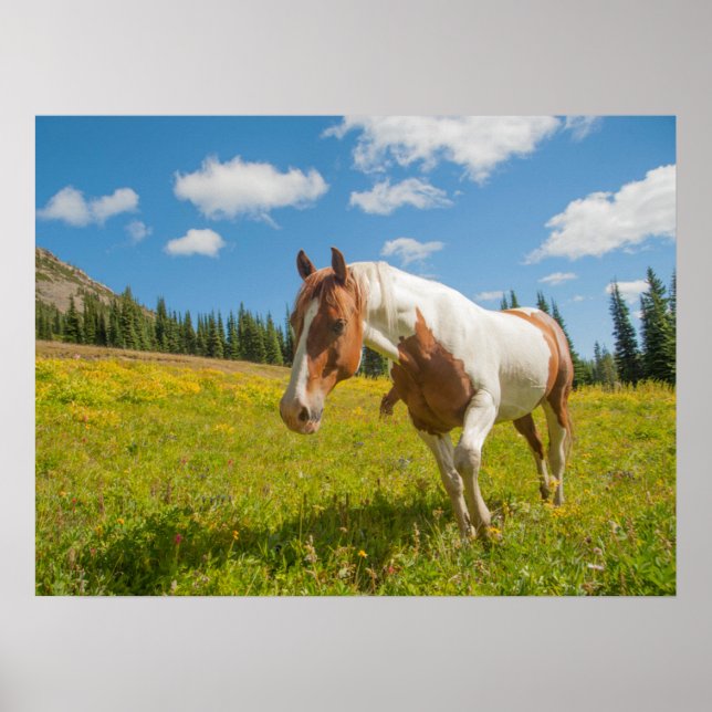 Neugieriges Pferd auf der Alp Wiese im Sommer Poster (Vorne)