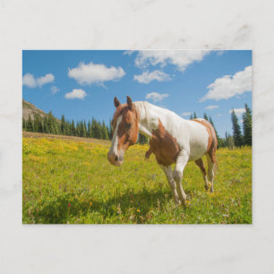 Neugieriges Pferd auf der Alp Wiese im Sommer Postkarte
