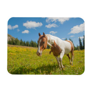 Neugieriges Pferd auf einer alpinen Wiese im Somme Magnet