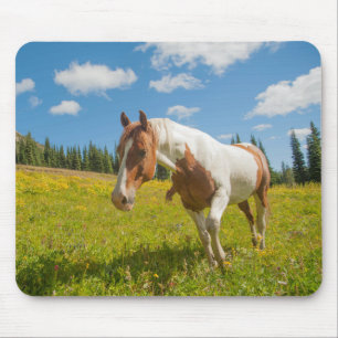 Neugieriges Pferd auf einer alpinen Wiese im Somme Mousepad