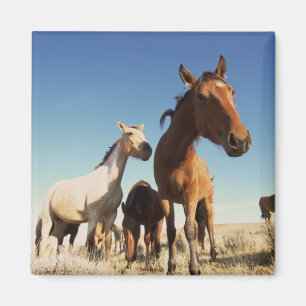 Neugieriges Pferd Magnet