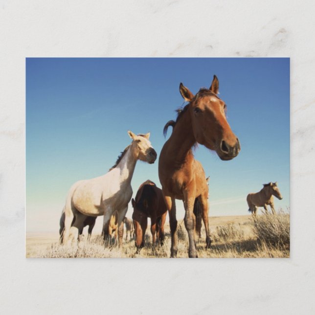 Neugieriges Pferd Postkarte (Vorderseite)