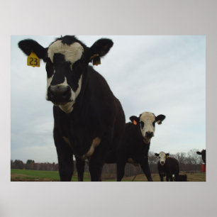 Neugieriges Plakat der Kuh-2