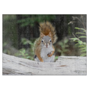 Neugieriges rotes Eichhörnchen-Schneidebrett Schneidebrett