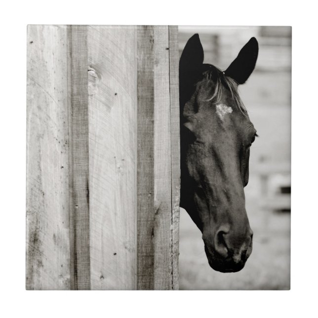 Neugieriges Schwarzes Pferd Fliese (Vorderseite)