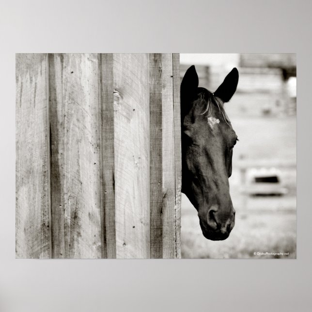 Neugieriges Schwarzes Pferd Poster (Vorne)