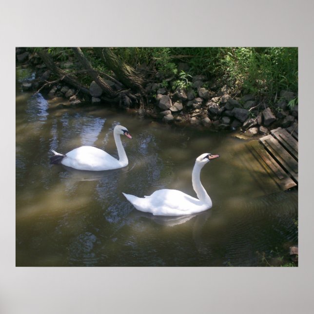 Neugieriges Swans Poster (Vorne)