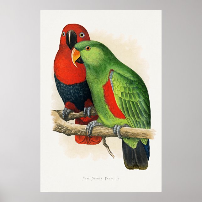 Neuguinea-Eclectus, Papageien, Poster (Vorne)