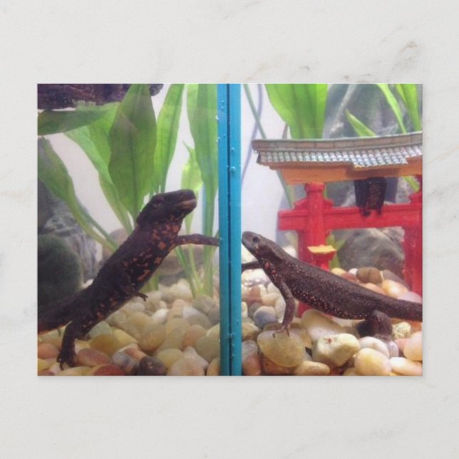 Neuigkeiten kommen raus postkarte (Vorderseite)