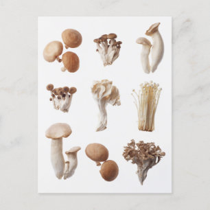 Neun braune Pilze Postkarte