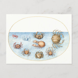 Neun Krabben Vintage-Illustration Postkarte