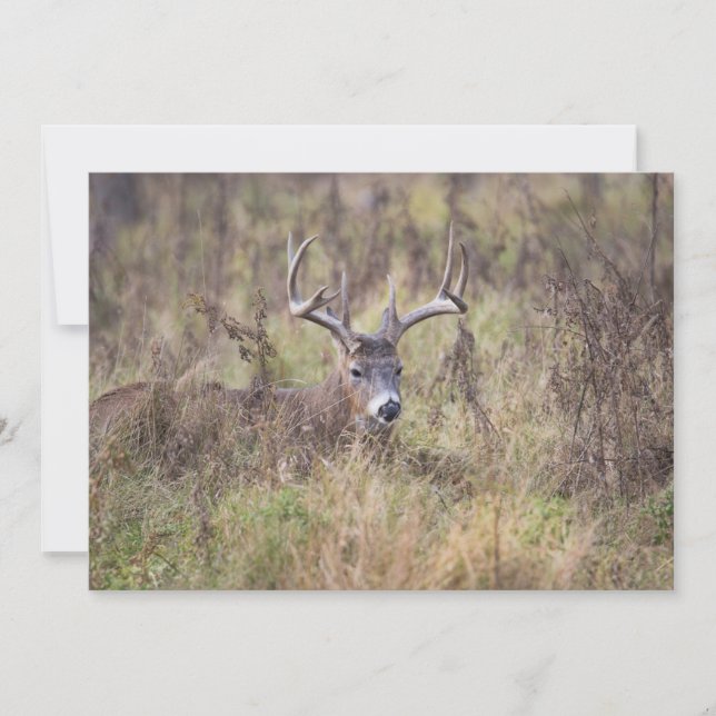 Neun Point Buck, die unbedruckte Notecard ablegen Dankeskarte (Vorderseite)