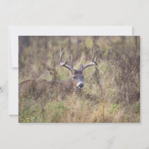 Neun Point Buck, die unbedruckte Notecard ablegen
