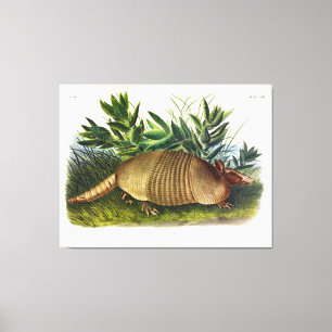 Neunbanded, Armadillo mit langer Nase von Audubon Leinwanddruck