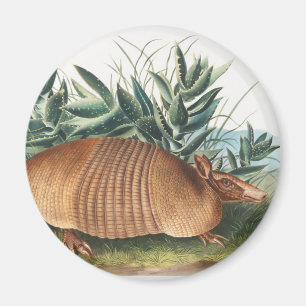 Neunbinden-Gürteltier (Dasypus Peba) Illustration Magnet