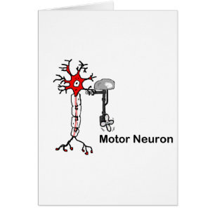 Neuron moteur