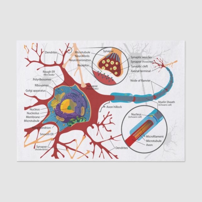 Neuron-Nerv gesund Seidenpapier (Vorderseite)