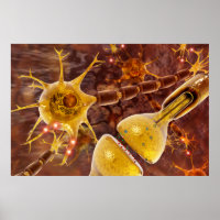Neuron