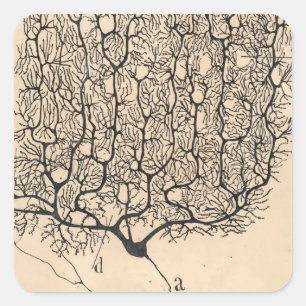 Neuron Zeichnend von Santiago Ramón Y Cajal Quadratischer Aufkleber