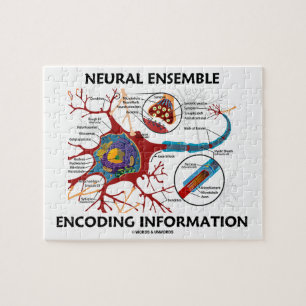 Neuronale Ensemble Encoding Information Neuron