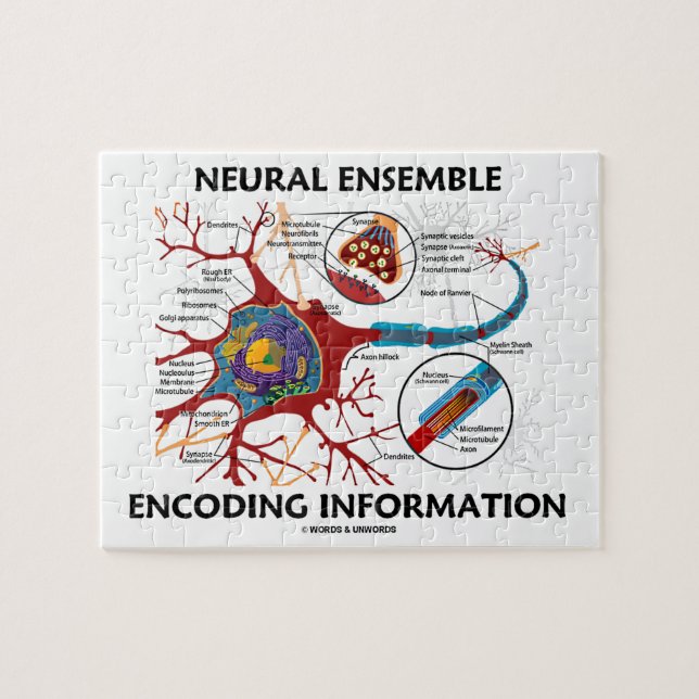 Neuronale Ensemble Encoding Information Neuron (Horizontal)