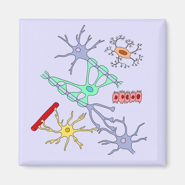 Neuronen und Glias Magnet (Vorne)