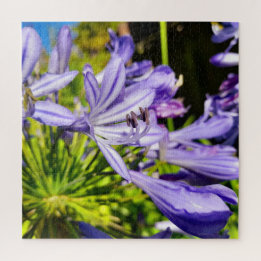 Neuseeland Agapanthus Violet Blume Blühen