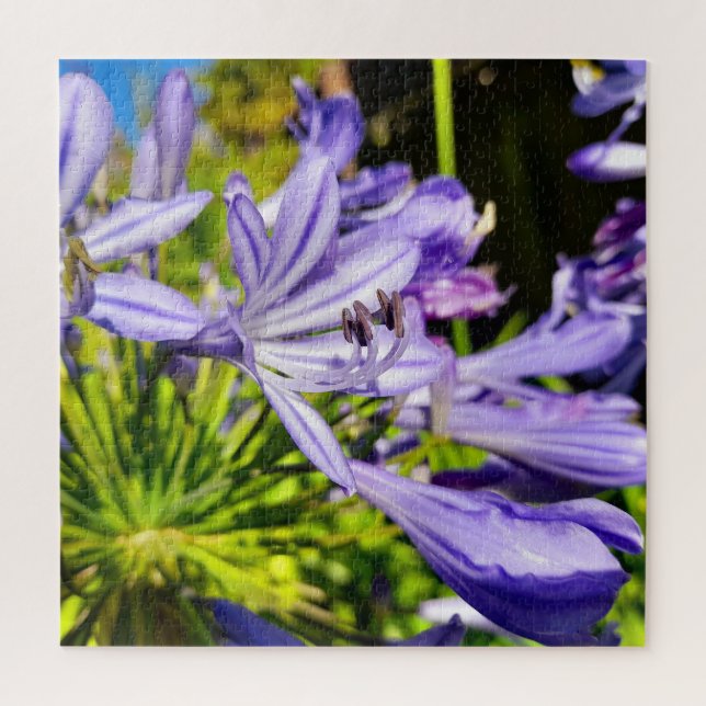 Neuseeland Agapanthus Violet Blume Blühen (Vertikal)