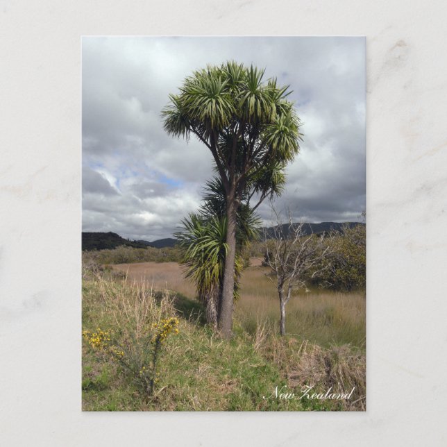 Neuseeland, Cabbage Tree, einheimische Natur  Postkarte (Vorderseite)